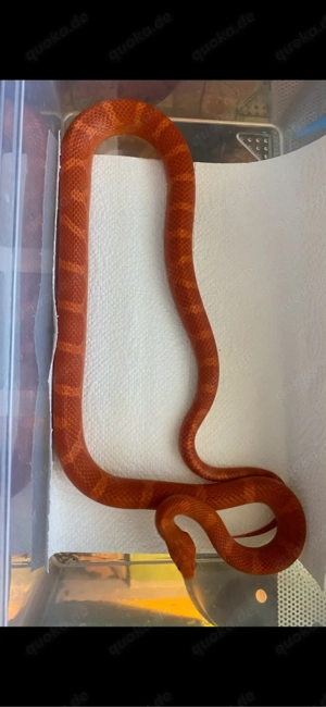 Kornnatter Scaleless Palmetto