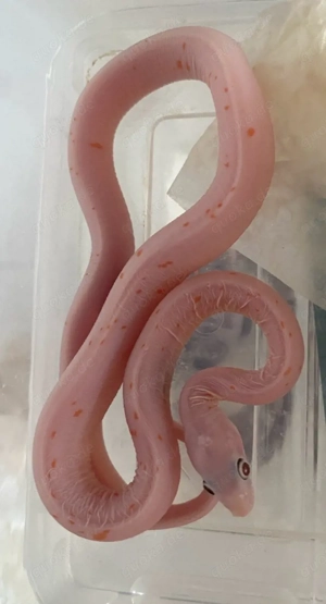 Kornnatter Scaleless Palmetto