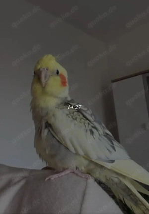 Zahmer Nymphensittich