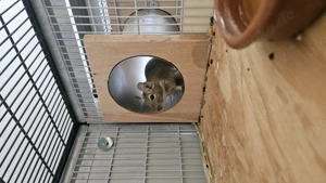 Vier süße Degumädchen suchen ein Zuhause!