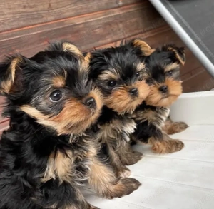 Yorkshire terrier welpen