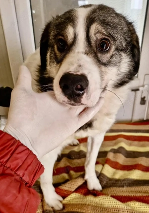 Freundlicher, super sanfter Filou