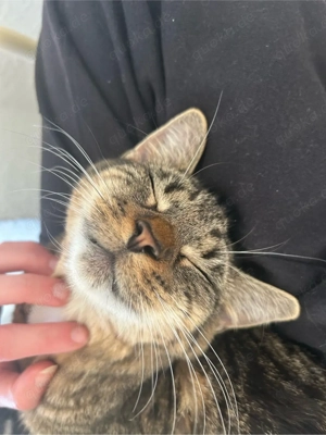 Kleiner kater zu verkaufen 