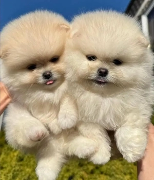 Pomeranian mini Zwergspitz welpen