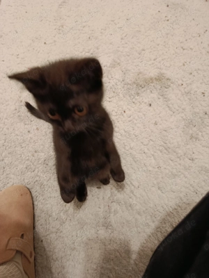 Wunderschönes Mädchen sucht ein Zuhause 