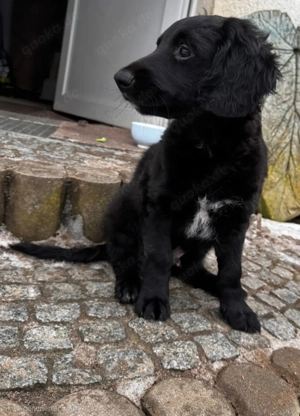 Dackel Terrier Sennen Mix