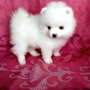    Wunderschöne Pomeranian Welpen suchen ein liebevolles Zuhause   