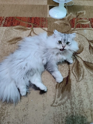 BLH, mit Papieren, 2,5 Jahre alt 