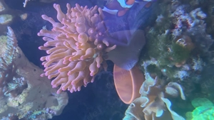 Quatricolor Sunburst