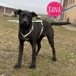 Kana, liebe und fröhliche Labrador Mix Hündin, evtl. Dobermann