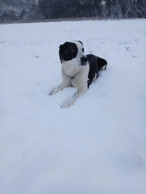 Alabai Doggen Hündin