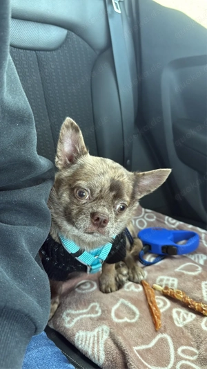 Suchen einen Hundekumpel