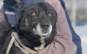 Freundliche Schmusebacke Peer sucht sein Körbchen