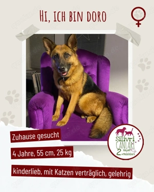 Schäferhündin Doro sucht aktive, konsequente Menschen