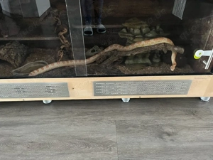 Terrarium mit kompletten Zubehör 