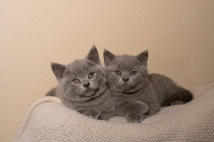 Zwei süße BKH-Kater suchen ein liebevolles Zuhause ab 4. März