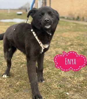 Enya, absolut liebes und verträgliches Hundemädchen