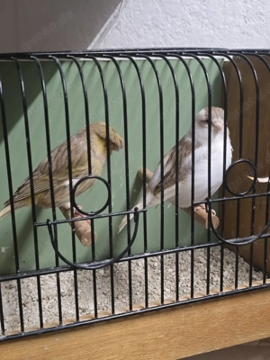 Kanarienvögel Gloster