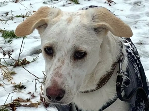 Pippa sucht ihr Zuhause