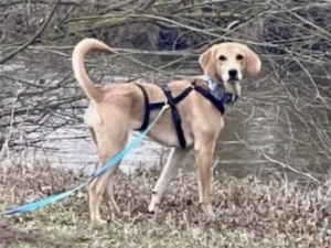 Zara sucht ihr Zuhause