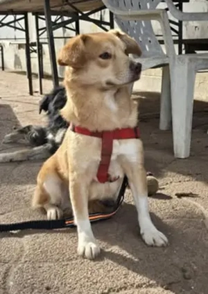 Lüszi (geb. ca. 11 2022) lebt in ungarischem Tierheim und sucht ein Zuhause