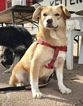 Lüszi (geb. ca. 11 2022) lebt in ungarischem Tierheim und sucht ein Zuhause