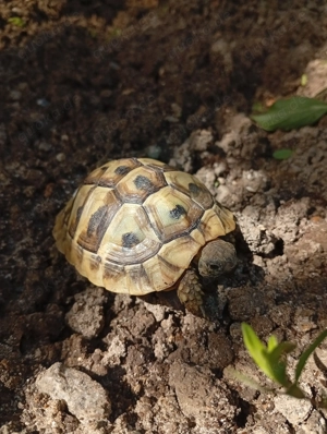 Drei griechische Landschildkröten 2024