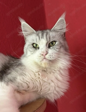 2 jährige Maine Coon Dame mit Stammbaum sucht ihre Herzensmenschen   