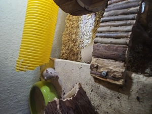 Wüstenrennmäuse Bild 3