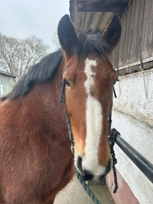 Freizeitpferd Bild 2