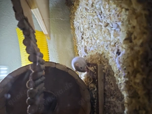 Wüstenrennmäuse Bild 2