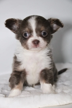 Chihuahua Welpen - Rüde mit Stammbaum 