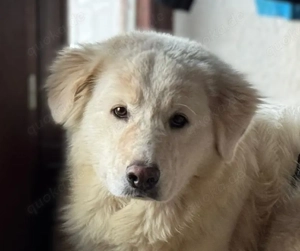 Poldo sucht sein Zuhause