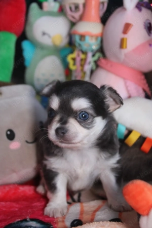 Chihuahua Welpe - Rüde mit Stammbaum 