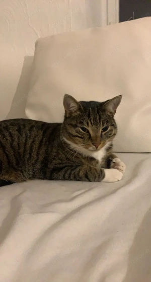 Liebe Hauskatze sucht neues Zuhause