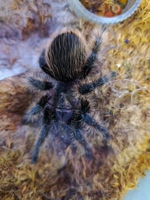 Tliltocatl albopilosum, Spinne , Vogelspinne