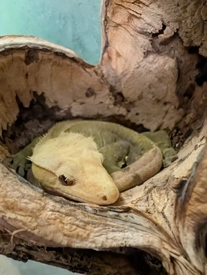 Zuchtmännchen Kronengecko grün braun ca 4 Jahre alt