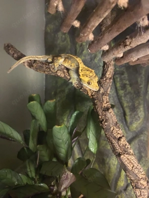 Kronengecko, Gecko männlich 