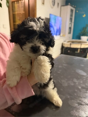 Malteser-Shih Tzu Welpe