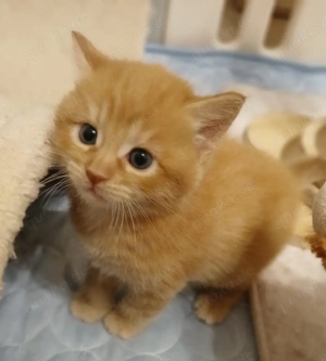 Maine Coon Mix kätzchen