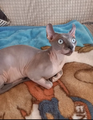 Lieber Sphynx Kater, deckkater privat