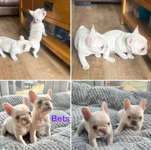 Französische Bulldoggenwelpen