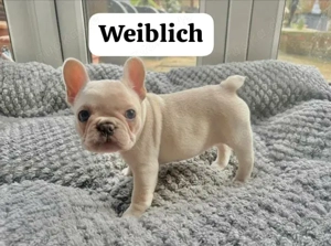 Französische Bulldoggenwelpen abzugeben