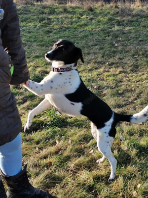 Liebevolle Nela sucht ihr Zuhause