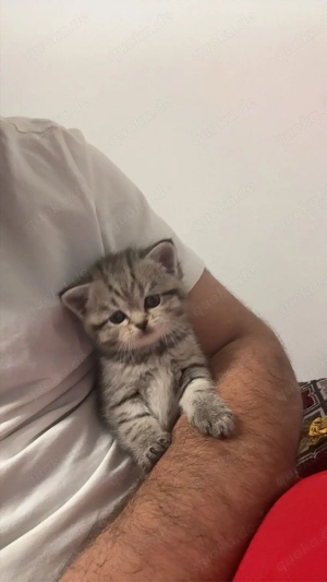 BKH Süße Kitten in liebevolle Hände abzugeben "