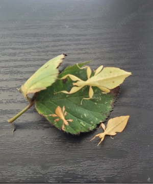 Wandelndes Blatt Nachzuchten