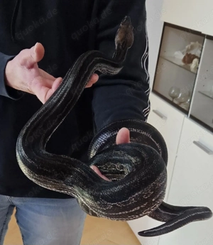  Boa Imperator eventuell komplett mit Terrarium  