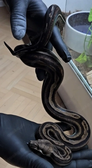 Boa Imperator 1.0 Inca Motley het Black Panther poss het Albino Sharp 