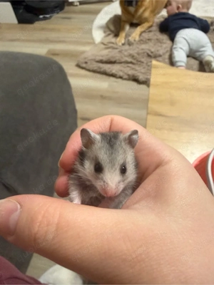 Goldhamsterbabys zu verkaufen 4 von 10 noch übrig 
