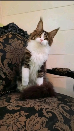 2 Süße Main Coon Katzen